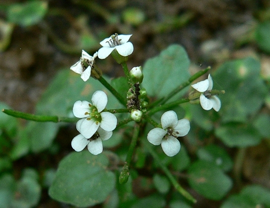 {Nasturtium officinale}